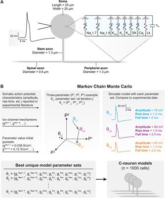 Dorsal root ganglion stimulation produces differential effects on action potential propagation across a population of biophysically distinct C-neurons